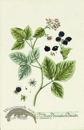 Blackwell German 164